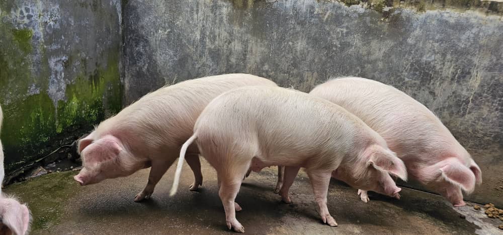 Piggery Farming in Uganda: A Lucrative Agribusiness Opportunity