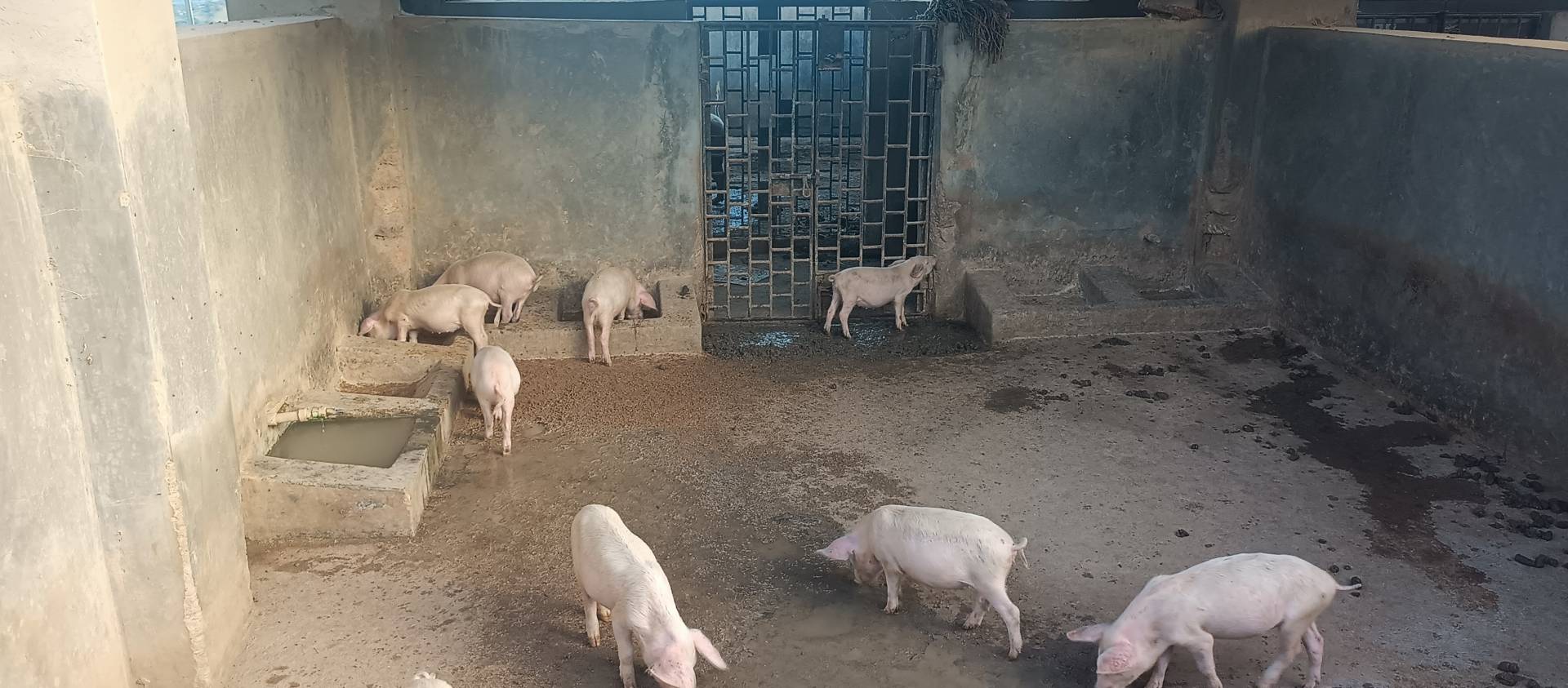 piggery