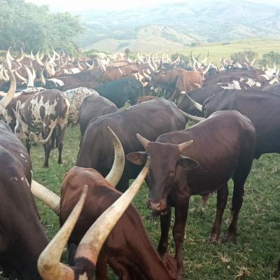 Cattle